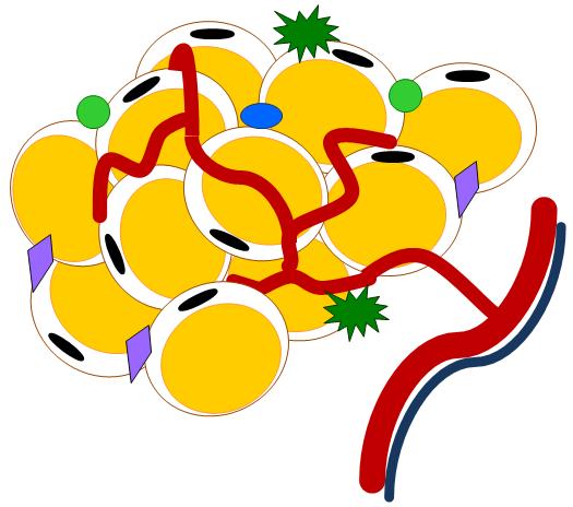 Ultrastruktura komórki tłuszczowej jednowakuolarnej Mitochondrium Kolagen 6a i włókna
