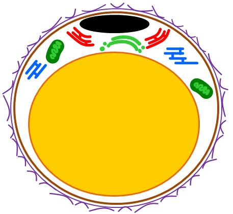 Aparat Golgiego SER RER Kropla tłuszczu Białka związane z kroplą tłuszczu C Inne komórki
