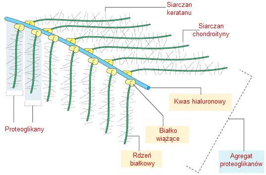 Monomery proteoglikanów łączą się z kwasem hialuronowym i wytwarzają bardzo duże cząsteczki agregaty proteoglikanów. AGREKAN zazwyczaj składa się z ok. 100 łańcuchów siarczanu chondroityny i ok.