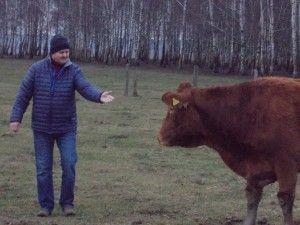 .pl Jan Brzozowski: Nadarzyła się okazja odkupienia w dobrej cenie stada bydła mięsnego, więc kupiłem i nie żałuję do dziś. Było tam 26 mamek. Pan Jan z mamką.