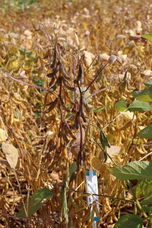 Korzyści płynące z uprawy soi Wzbogacenie płodozmianu Użyźnienie gleby (azot)