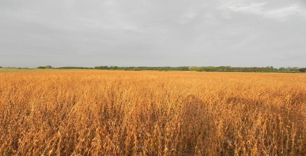 Powierzchnia kwalifikowanych plantacji nasiennych soi w Polsce w latach 2009-2013 (PIORIN) 2009 2010 2011 2012 2013 Aldana 1,0 11,8 14,8 14,18 Augusta 0,5 0,5 0,5