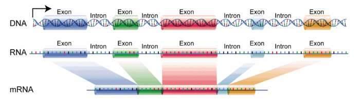 Izolacja informacji genetycznej Dlaczego izolujemy mrna a nie DNA? 2. mrna jest krótszym odcinkiem kwasu nukleinowego niż DNA.