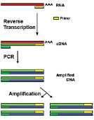 Izolacja informacji genetycznej -PCR Reakcja