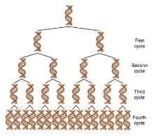 Izolacja informacji genetycznej -PCR przyrost produktu w czasie = 2 n (n-liczba cyklu) 1 polimerazadna, ~2h