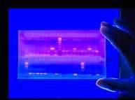 Izolacja informacji genetycznej -elektroforeza agarozowa Elektroforeza agarozowa - rozdział DNA w polu elektrycznym.