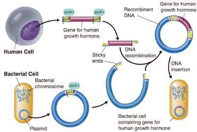 komórce poza chromosomem i zdolna do autonomicznej replikacji