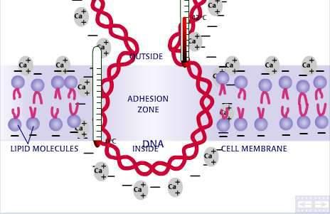 Dostarczenie informacji do komórki docelowej nośniki DNA, jony