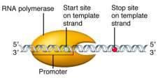 Bioreaktory I 2 3 4 Izolacja informacji genetycznej Dostarczenie do komórki docelowej Ekspresja genu w komórce docelowej Selekcja, oczyszczanie białka Ekspresja genu w komórce docelowej Wektory