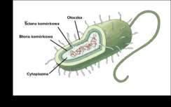 komórki prokariotyczne.