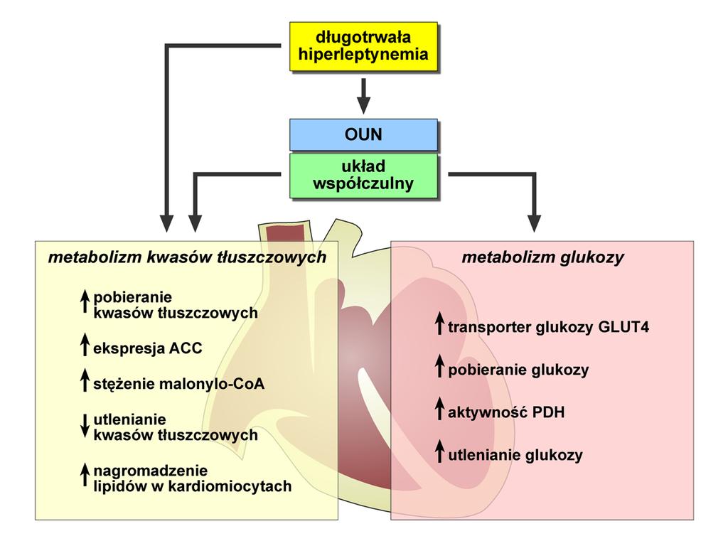 Postepy Hig Med Dosw (online), 2012; tom 66: 267-274 kwasów tłuszczowych w mięśniu sercowym jest regulowane na etapie ich transportu przez błonę mitochondrialną, w którym decydującą rolę odgrywa