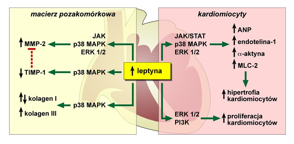 Karbowska J. i Kochan Z. Leptyna jako hormon łączący otyłość z dysfunkcją w perfundowanym sercu szczura leptyna, niezależnie od czasu działania, nie zmieniała pobierania i utleniania glukozy [28,39].