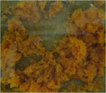 czynników (na prawej fotografii widoczne pęcherzyki gazu wydobywające się z osadów i naruszające jednolitość warstwy koagulantu).