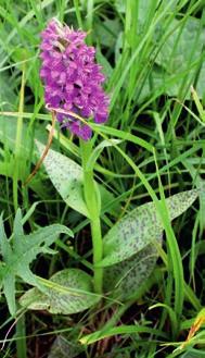 M. Kubiak i in. Storczykowate w Ciechani (Magurski PN) Ryc. 5. Kukułka szerokolistna Dactylorhiza majalis (3.05.2014 r., fot. J. Gołębiewska) Fig. 5. Common marsh orchid Dactylorhiza majalis (3 May, 2014; photo by J.