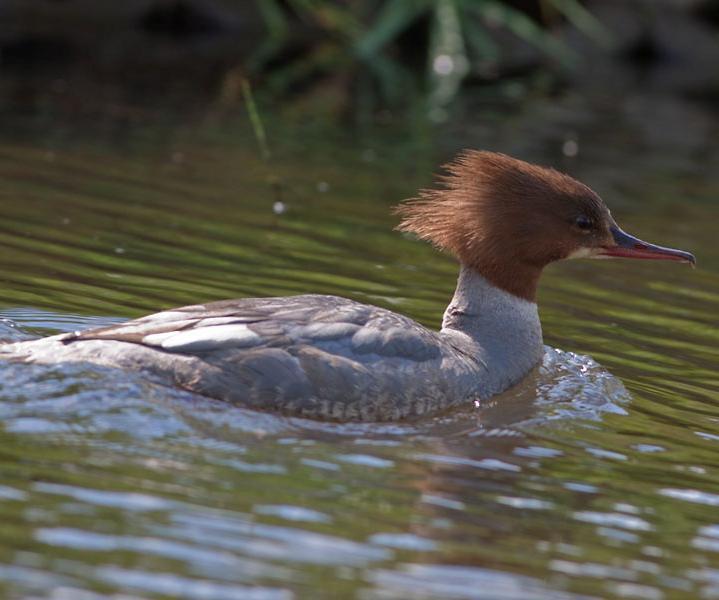 Nurogęś Mergus merganser Liczebność w obrębie obszaru: 103-120 par lęgowych, co stanowi ok. 12% krajowej populacji lęgowej.