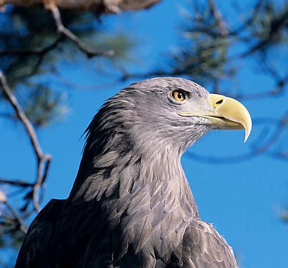 Bielik Haliaeetus albicilla Gatunek zagrożony, umieszczony w Polskiej Czerwonej Księdze Zwierząt Liczebność w obrębie obszaru: 13-20 par lęgowych, co stanowi ponad 2% krajowej