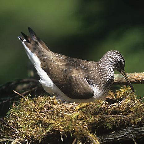 Samotnik Tringa ochropus Liczebność w obrębie obszaru: 225-300 par lęgowych, co stanowi ok. 3,5% krajowej populacji lęgowej.