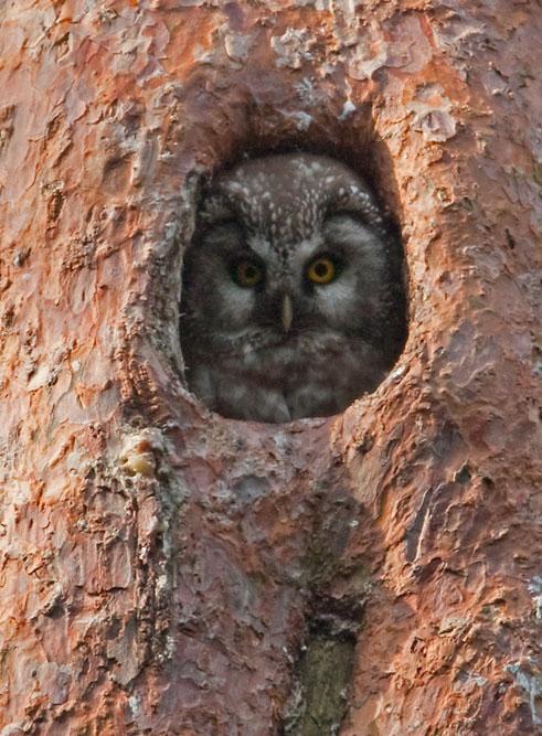 Włochatka Aegolius funereus Gatunek zagrożony, umieszczony w Polskiej Czerwonej Księdze Zwierząt Liczebność w obrębie obszaru: 31-75 par lęgowych, co stanowi ok. 3,5% krajowej populacji lęgowej.