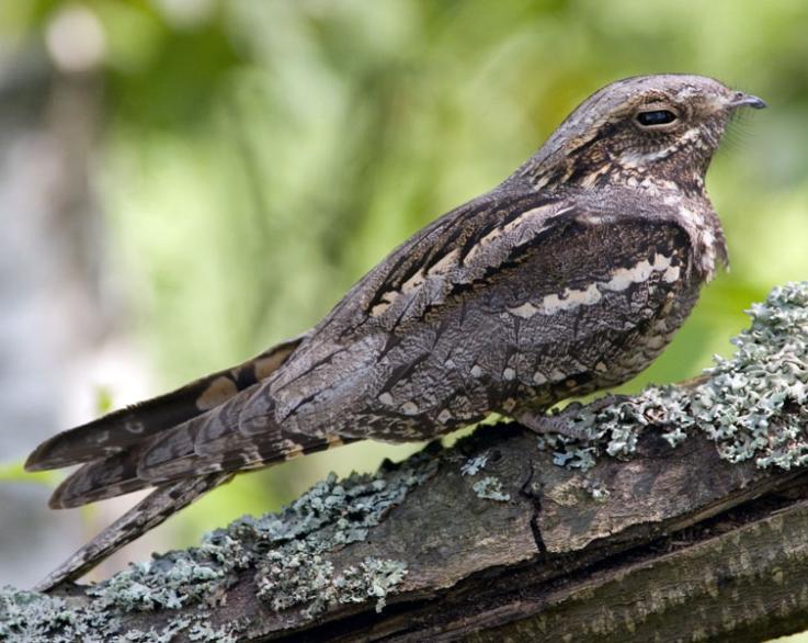 Lelek Caprimulgus europaeus Liczebność w obrębie obszaru: 564-730 par lęgowych, co stanowi ok. 13% krajowej populacji lęgowej.