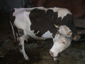 .pl https://www..pl Krowa z ketozą: wyraźny brak apetytu, silna apatyczność i zmniejszenie wydajności o 10%. Stwierdzono u niej także bezwład żwacza. Ostatecznie krowa została wybrakowana.