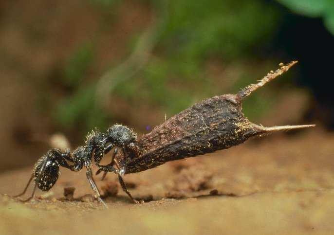 Galaktyka Karłowata Fornax, sąsiadka drogi mlecznej, oddalona o 600 tys.