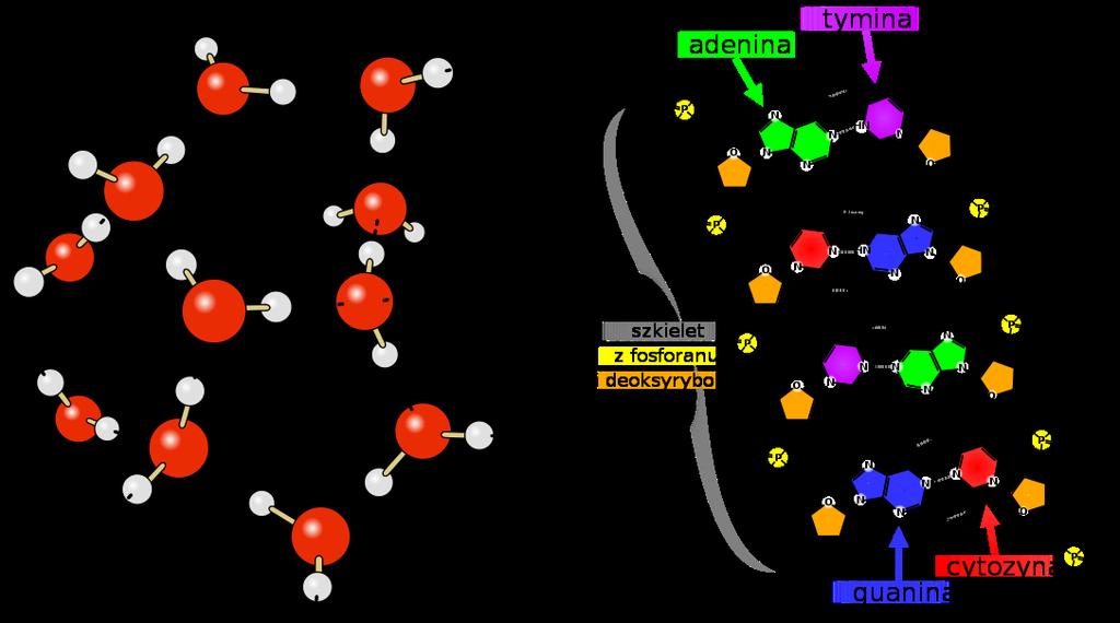 -6- I. Wstęp 1.1. Wiązanie wodorowe Wiązanie wodorowe odgrywa kluczową rolę w wielu procesach chemicznych, fizycznych i biologicznych, np.