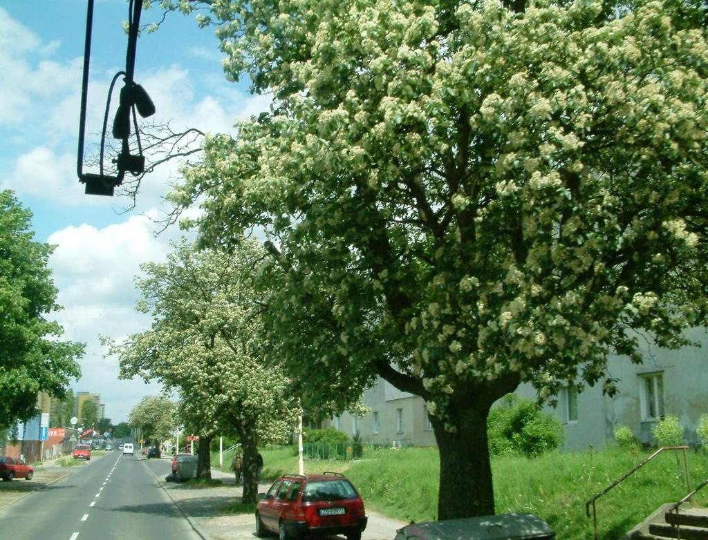 ochroną