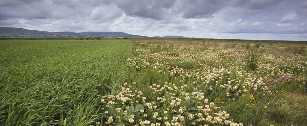 Rolnictwo tradycyjne system ugorowy UGÓR to część celowo niezasiana, w celu umożliwiania glebie regeneracji.