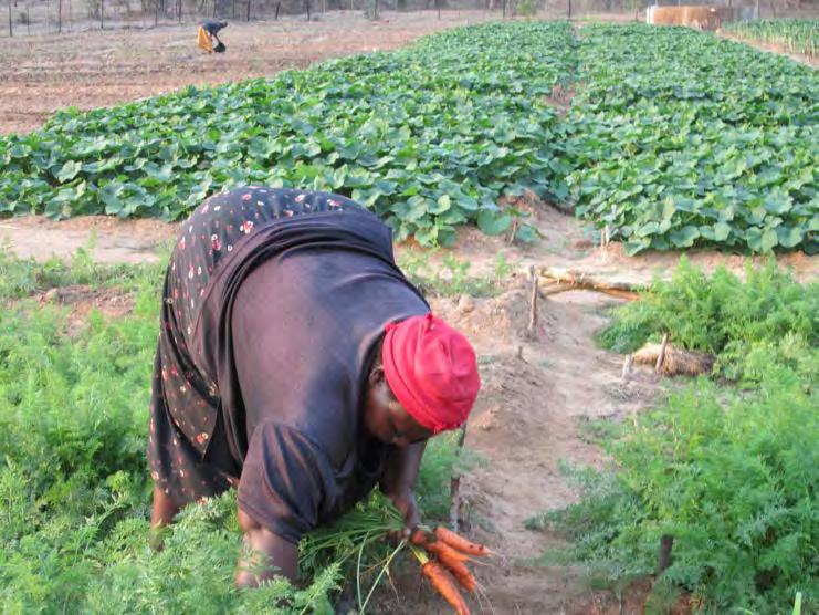 Rolnictwo samozaopatrzeniowe o dużych zasobach pracy i małej mechanizacji. Występuje np. w Afryce Zachodniej (Ruanda, Kamerun, Senegal) i Oceanii.