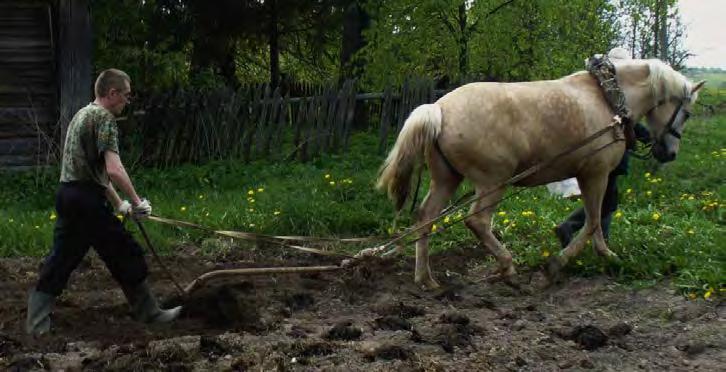 Rolnictwo pierwotne - odłogowe orne W rolnictwie odłogowym ornym na wypalanym fragmencie gruntu (lasu lub terenu trawiastego) stosuje się zarówno ręczne proste narzędzia (motyka i łopata) jak i