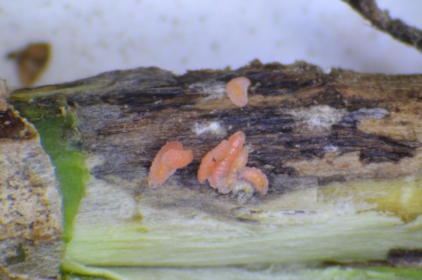 Starsze larwy pryszczarka namalinka łodygowego w zranieniu