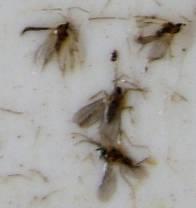 Pryszczarek namalinek łodygowy muchówki odłowione