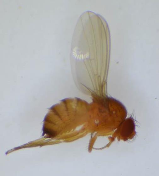 Samica Drosophila suzukii