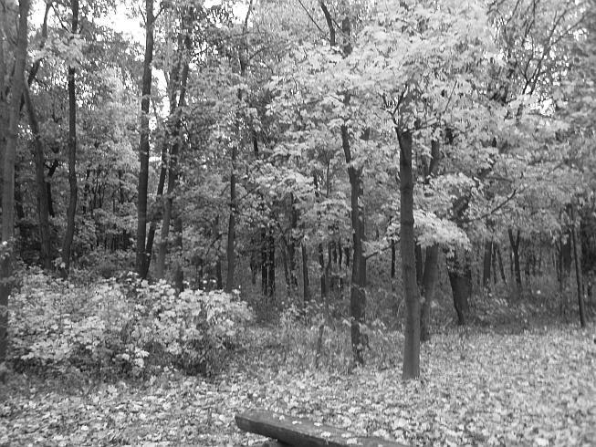 EKOLOGIA I OCHRONA KRAJOBRAZU NR 3-4(71-72)/2012 Bardzo pięknie przebarwiają się w okresie jesieni liście dębu czerwonego (Quercus rubra), który nie jest naszym drzewem rodzimym, ale pochodzącym z