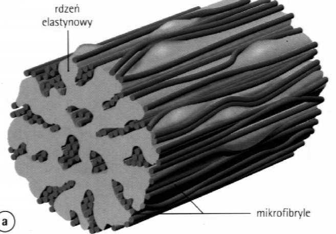 Włókna sprężyste zbudowane z elastyny (rdzeń) i fibryliny (obwodowe mikrofibryle) cienkie (1 µm) tworzą sieci