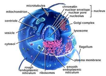 Komórka: strukturalna i funkcjonalne jednostka organizmu żywego Jądro komórkowe: chroniona część komórki zawierająca genom Materiał genetyczny: informacja przekazywana