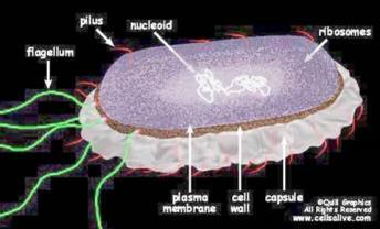 cell Nucleus Organelles Chromosomes Exons/Introns splicing DNA: kwas deoksyrybonukleinowy ma strukturę podwójnej helisy jest niesymetryczny: ma kierunek do przodu i do