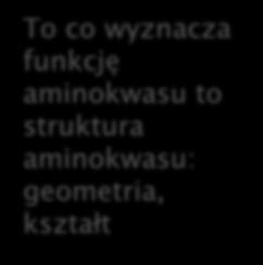 To co wyznacza funkcję aminokwasu to struktura aminokwasu: geometria, kształt [5] Centralny Dogmat Biologii Molekularnej Na drodze od DNA do białka jest krok