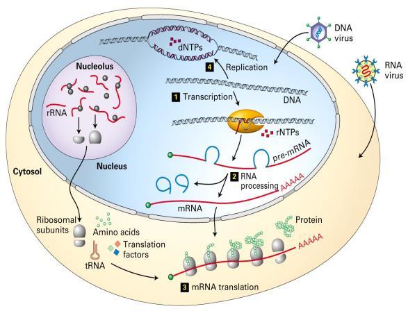 sekwencje informacji w różne części komórki buduje matrycę do syntetyzowania białek Białka tworzą enzymy, które wysyłają