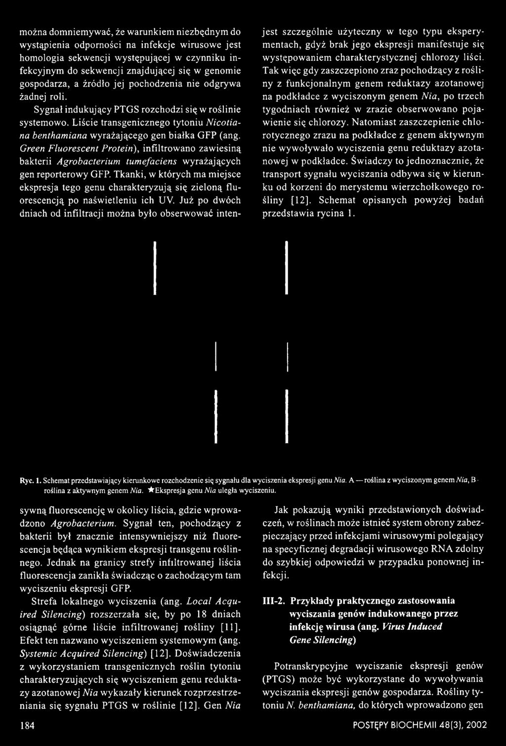 Liście transgenicznego tytoniu N icotia- na bentham iana wyrażającego gen białka GFP (ang.