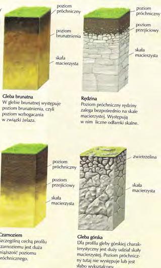 4. Warunki glebowe: żyzność i urodzajność Oprócz klimatu podstawowe znaczenie dla rolnictwa ma gleba, szczególnie zaś takie jej cechy, jak żyzność i urodzajność: Żyzność to zdolność dostarczenia