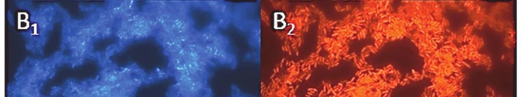 1; komórki barwione DAPI [A1, B1, C1,