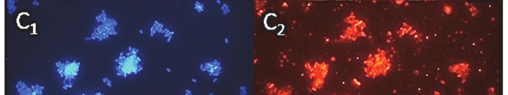 hybrydyzacji z sondą Lplan [C2]; komórki