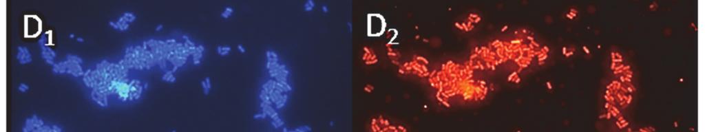 D1]; cells hybridized with Eub338 probe