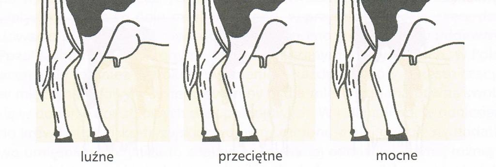 11. Zawieszenie przodu wymienia Umocowanie przodu wymienia do ściany brzucha. 12.