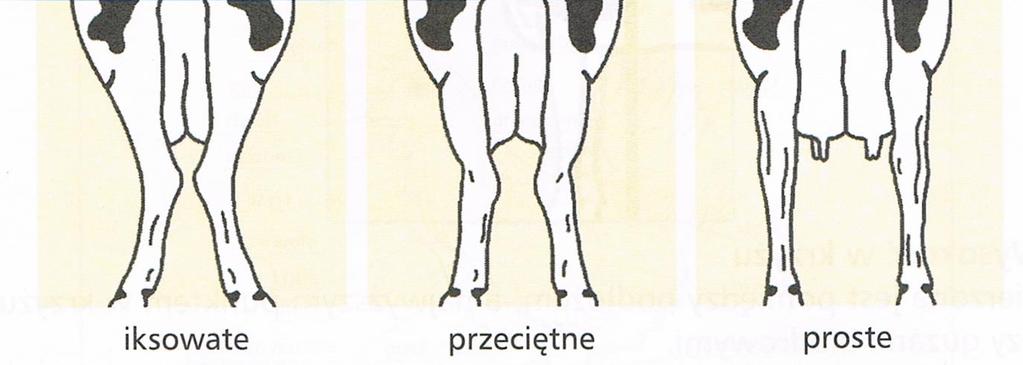 stawy skokowe oddalone od siebie, a racice tylko nieznacznie skierowane na zewnątrz. 5. Tylne nogi z boku Ocenia się kąt w stawie skokowym.