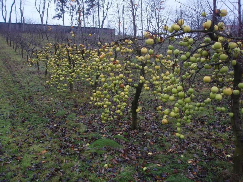 Czynniki wpływające na powstawanie szkód w sadach i na plantacjach