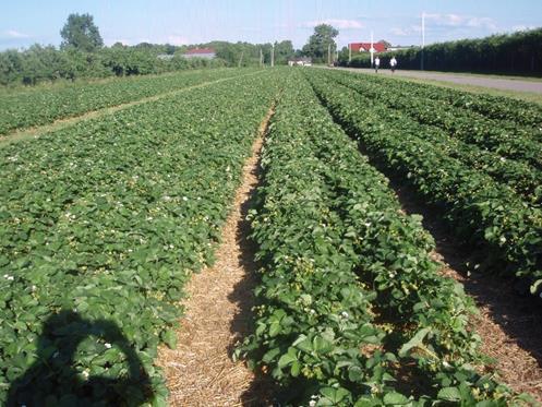 sadownicza, cel - produkcja owoców jadalnych na sprzedaż, Plantacja