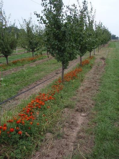 WSTĘP Sady i plantacje