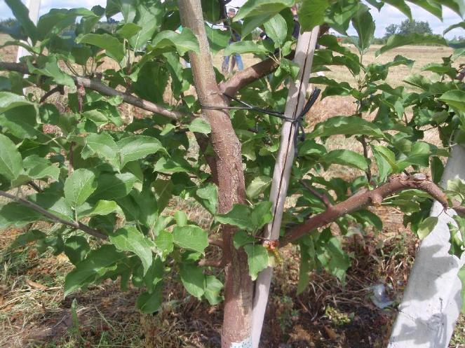 Ochrona upraw przed szkodami Repelenty - malowanie pni i podstawy gałęzi